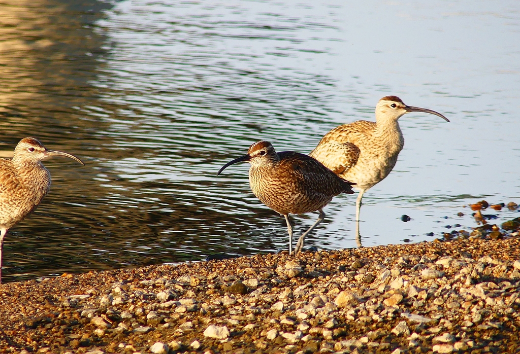 P4950307：チュウシャクシギ_R