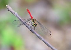 P1210248：マユタテアカネ（オス）_R