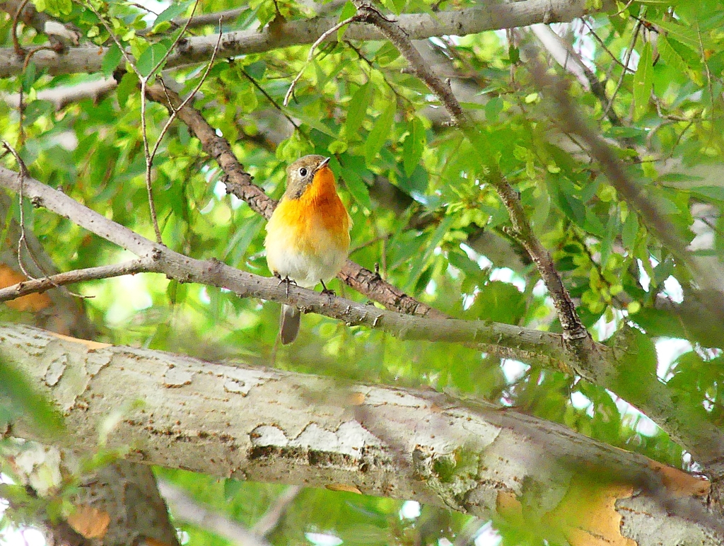 P4440638：ムギマキ（若鳥）_R