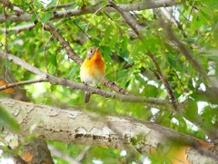 P4440638：ムギマキ（若鳥）_R