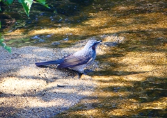 P1270637：ヒヨドリ_R