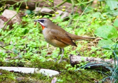 P1350467：ノゴマ（オス）_R