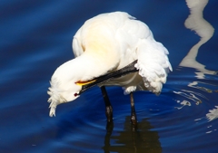 P1700297：ヘラサギ_R