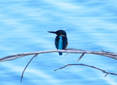 P4500254：カワセミ（オス）_R