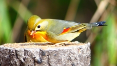 P1830954：ソウシチョウ-12_R
