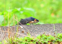 P1030655：コシアカツバメ（幼鳥）_R