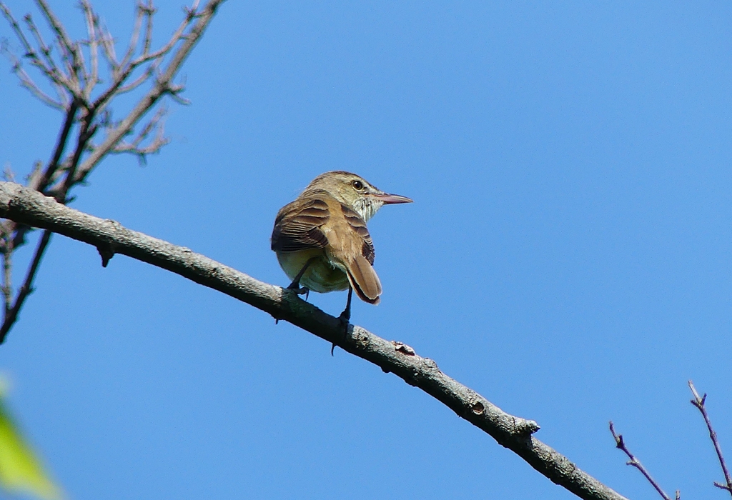 P1000420：オオヨシキリ_R