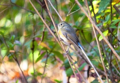 P3750265：ルリビタキ（メスタイプ）_R