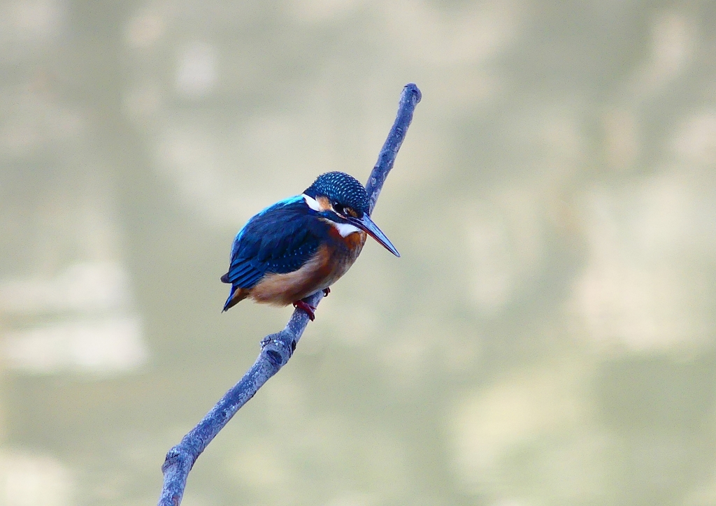 P4640794：カワセミ（メス）_R