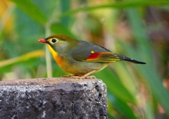 P1520531：ソウシチョウ_R