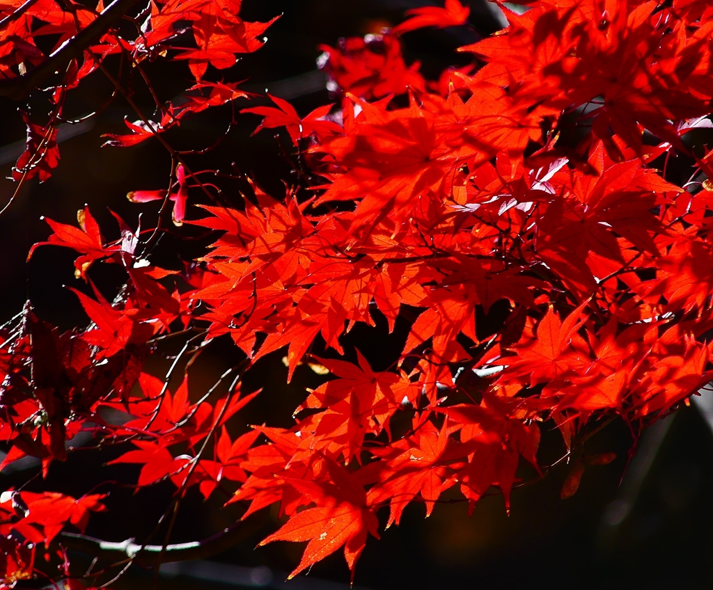 P4530847：紅葉_R