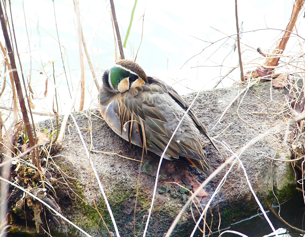 P4700567：トモエガモ（オス）_R
