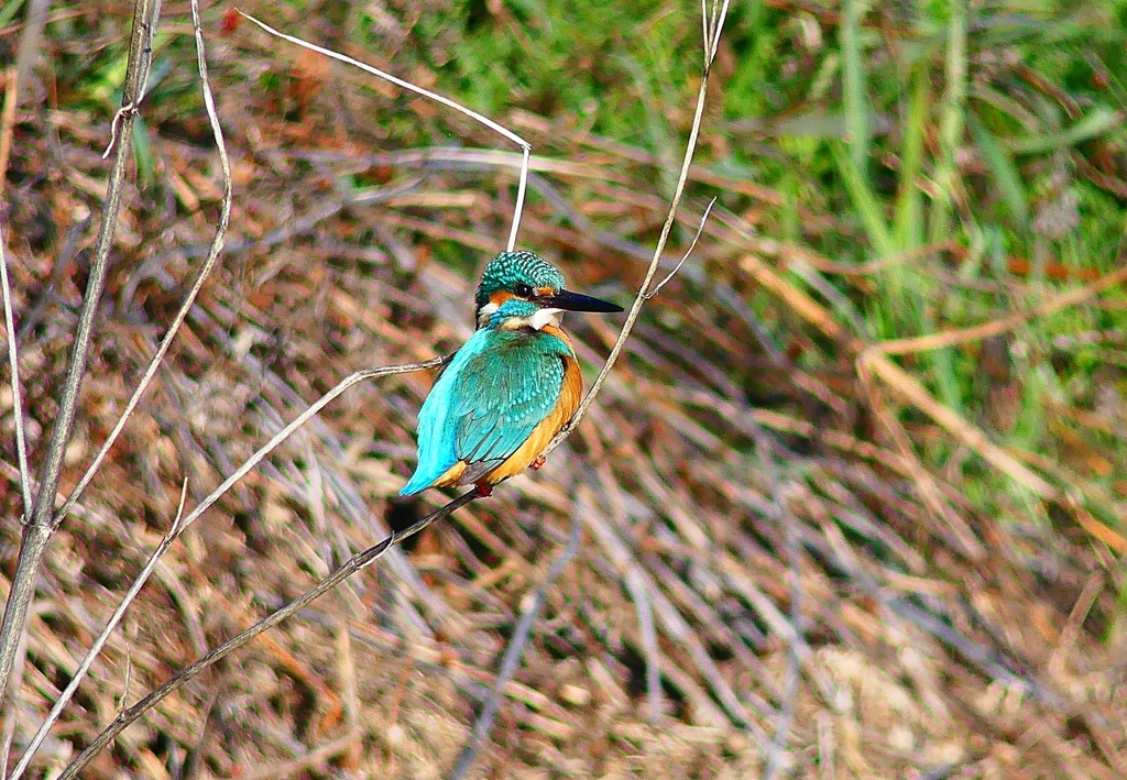 P4800412：カワセミ（オス）_R