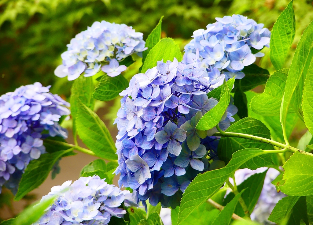 P1020581：アジサイ_R