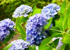 P1020581：アジサイ_R