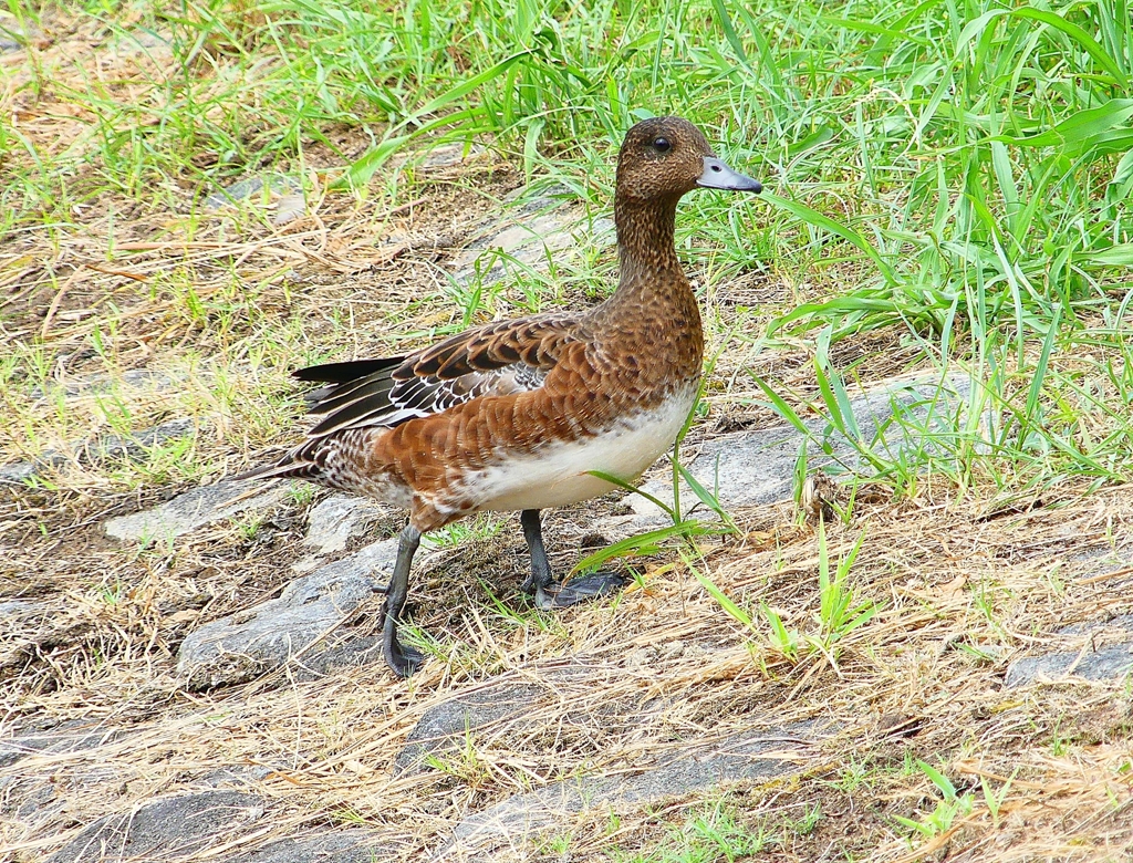 P1120449：ヒドリガモ_R