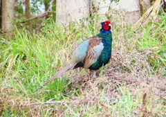 P1840770：キジ（オス）_R