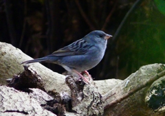 P1750620：クロジ_R