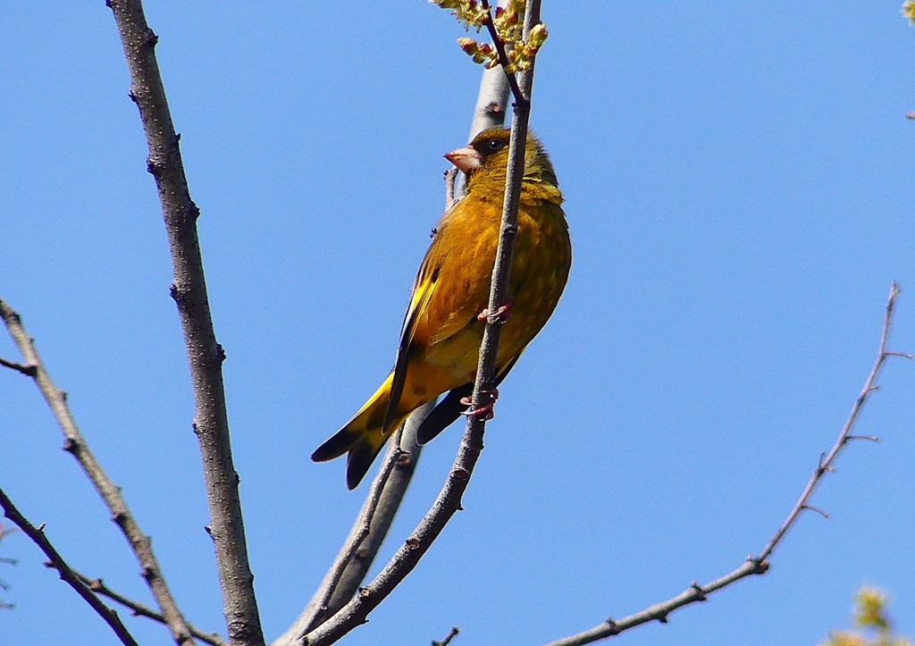 P1900782：カワラヒワ_R