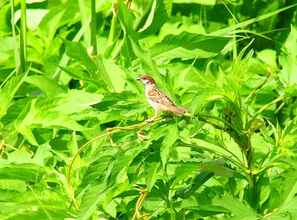 P4210470：スズメ_R