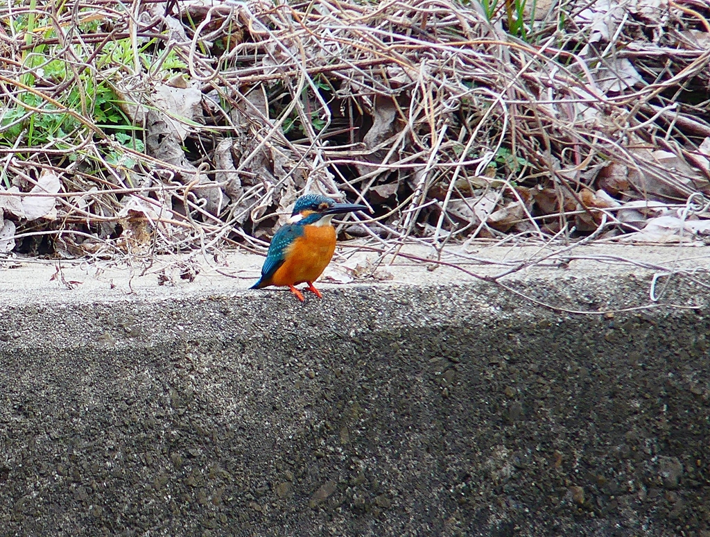 P4830671：カワセミ（オス）_R