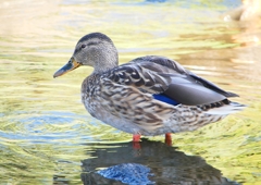 P1220151：マガモ_R