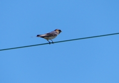 P1160082：コシアカツバメ_R