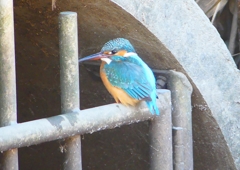 P1690438：カワセミ（メス）_R