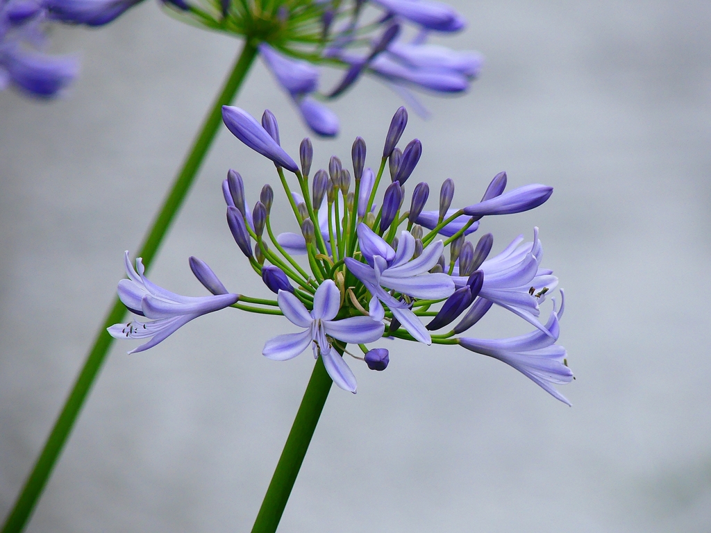 P4180805：アガパンサス_R