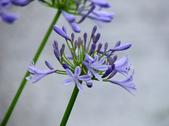 P4180805：アガパンサス_R