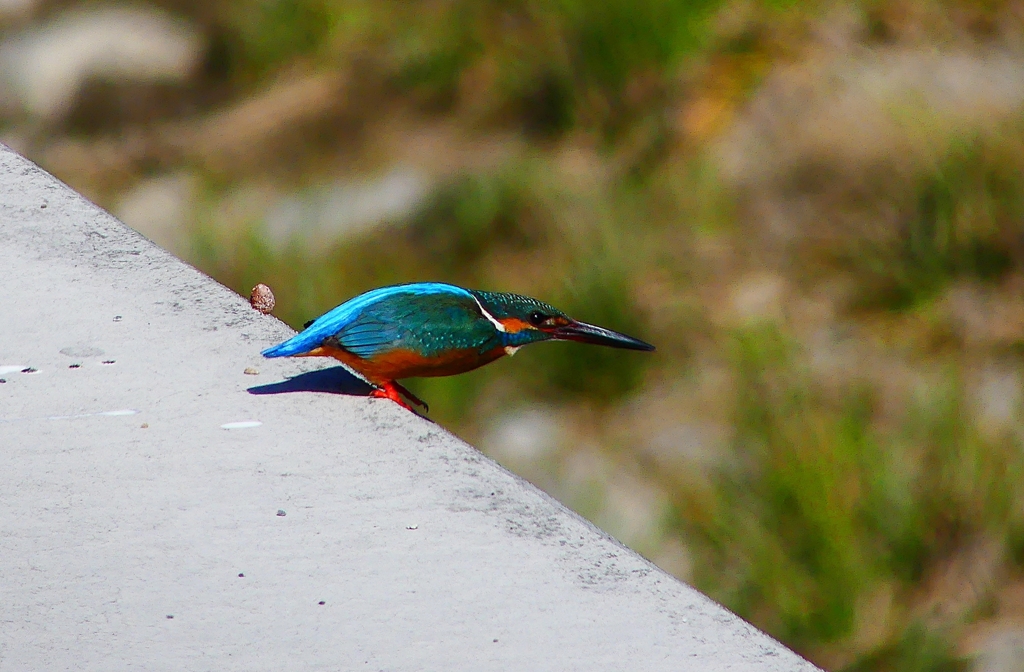 P4780716：カワセミ（オス）_R