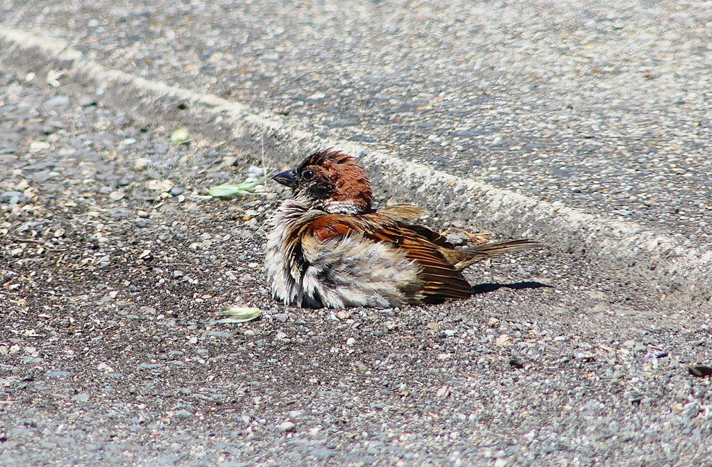 P4980101：スズメ_R