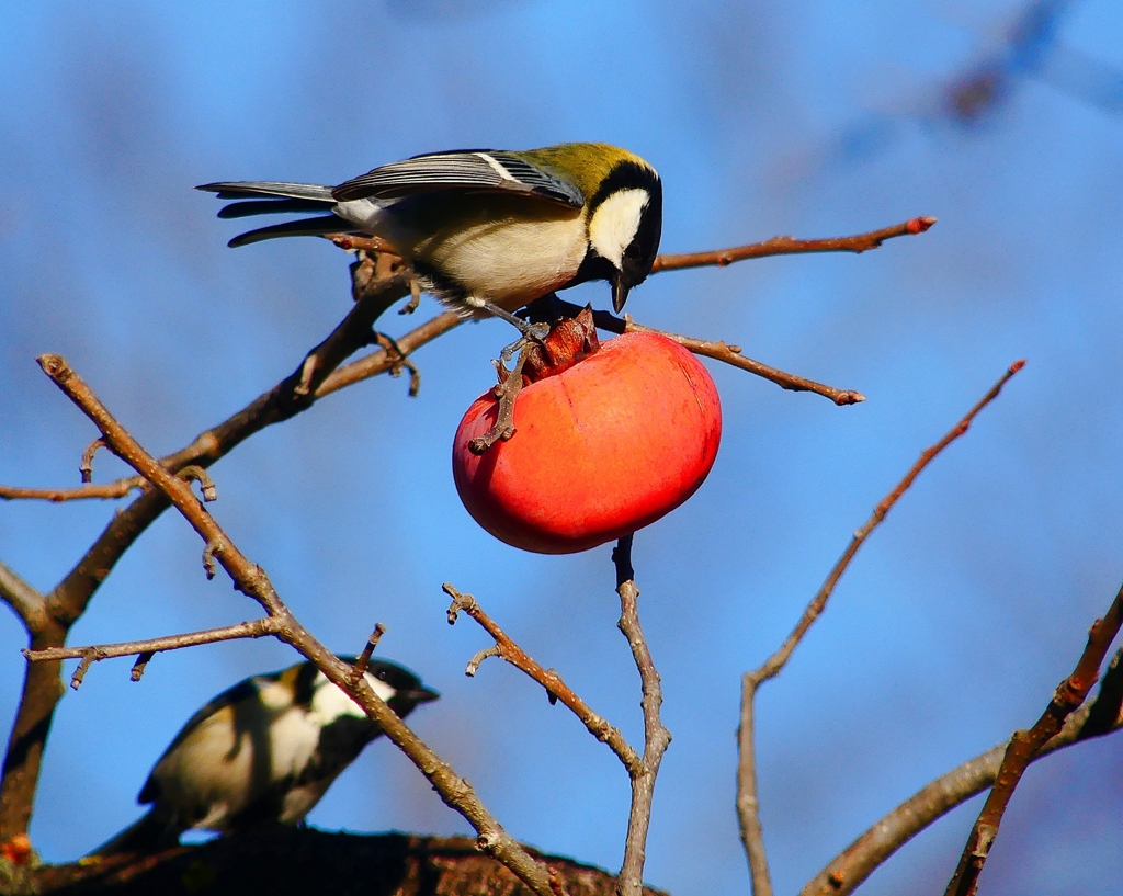 P4510319：シジュウカラ_R