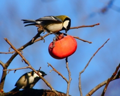 P4510319：シジュウカラ_R