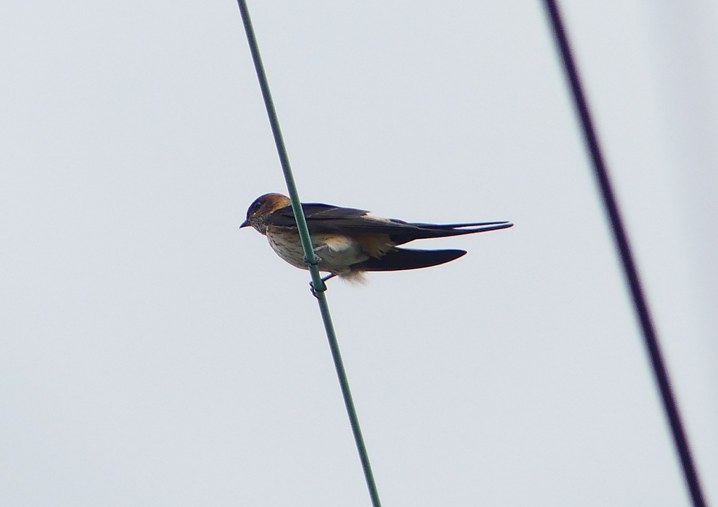 P1230748：コシアカツバメ_R