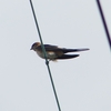 P1230748：コシアカツバメ_R