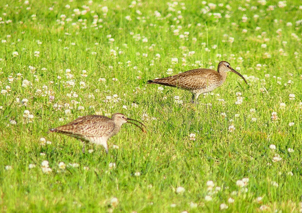 P4950579：チュウシャクシギ_R