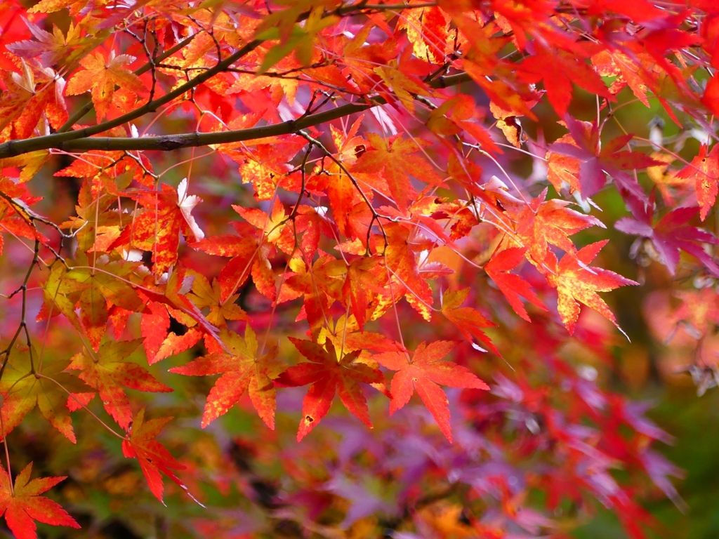 P1030579：永観堂＜京都の紅葉＞_R