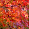 P1030579：永観堂＜京都の紅葉＞_R