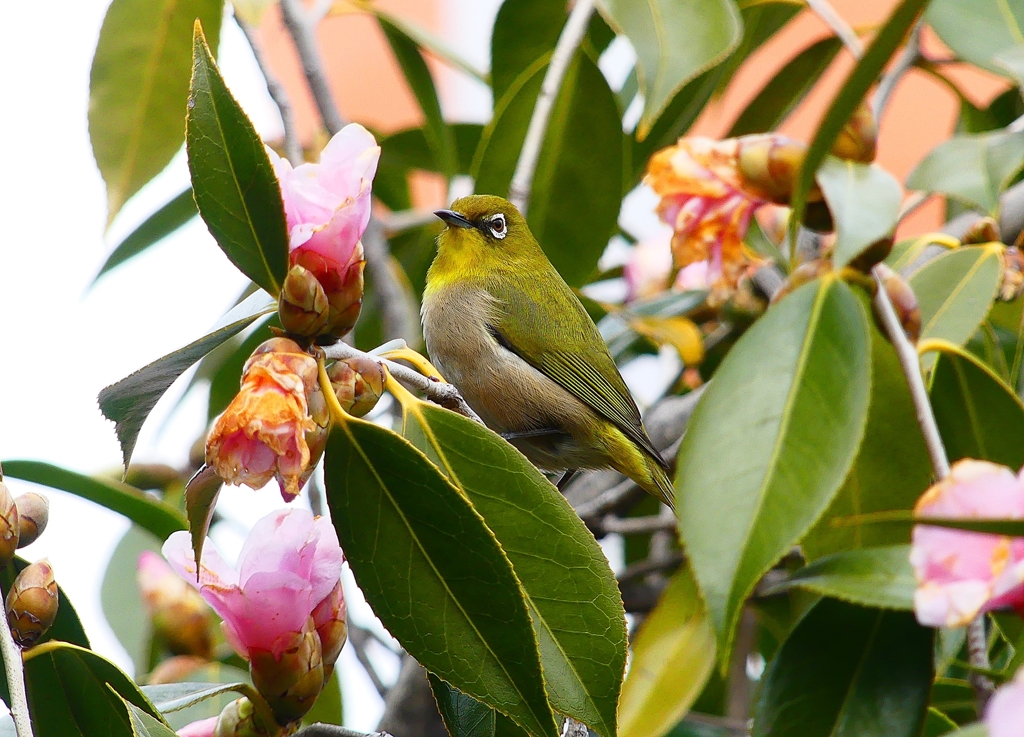 P4700864：メジロ_R