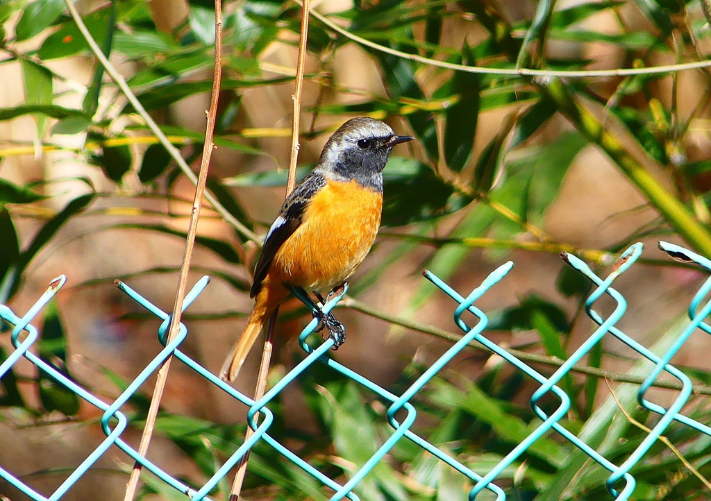 P1760429：ジョウビタキ（オス）_R