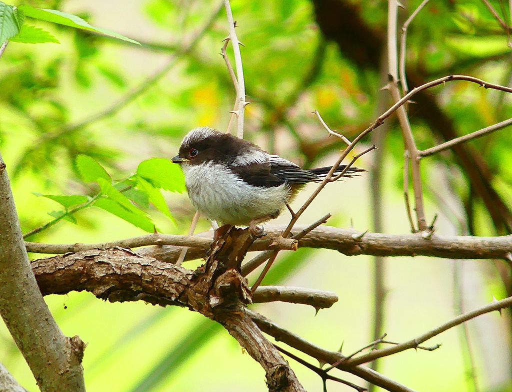 P4900708：エナガの幼鳥_R