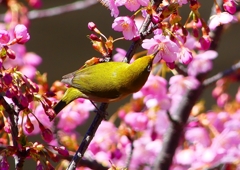 P1880123：河津桜にメジロ_R