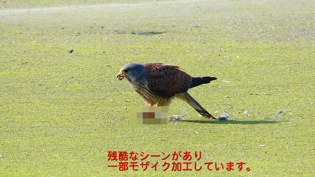 P1990073：チョウゲンボウ-16_R