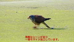 P1990073：チョウゲンボウ-16_R