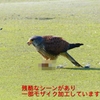 P1990073：チョウゲンボウ-16_R