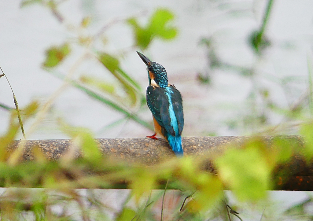 P1260454：カワセミ（メス）_R