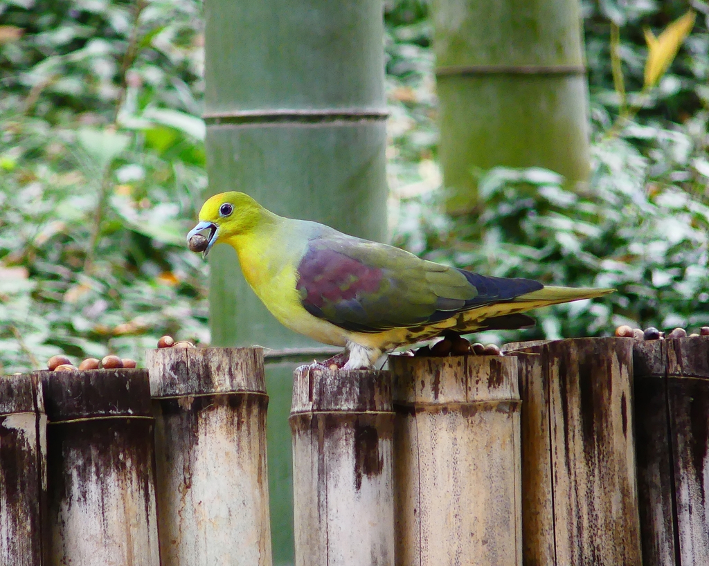 P4000454：アオバト（オス）_R
