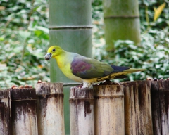 P4000454：アオバト（オス）_R