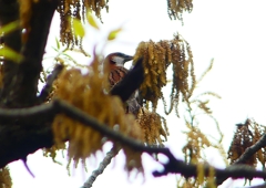 P1930609：ニュウナイスズメ_R